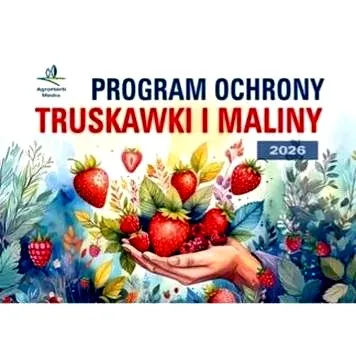 Ile można zarobić na malinach w 2026 roku? Sprawdź!
