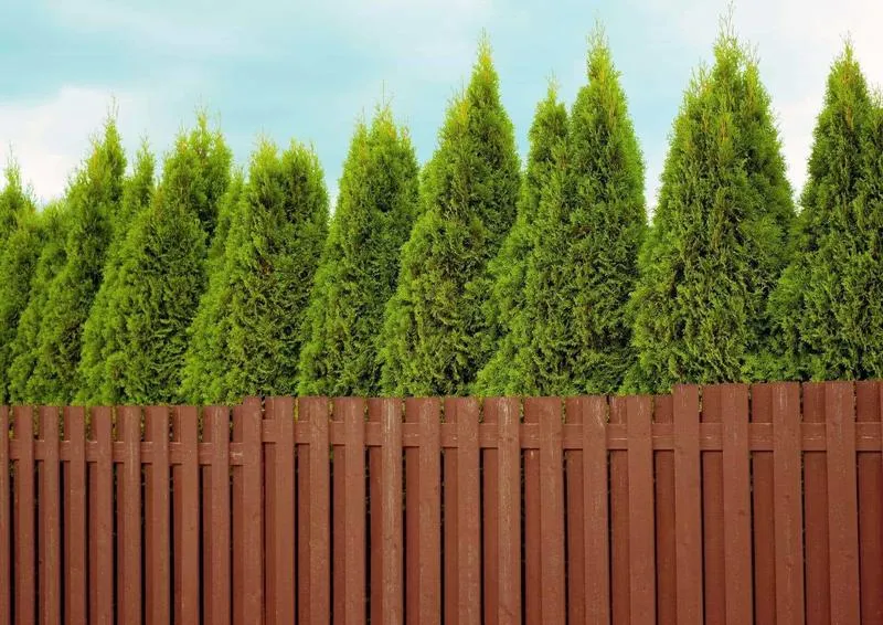 Zarób na tujach: Praktyczne porady dla początkujących ogrodników