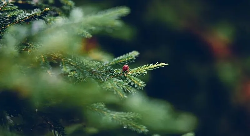 Zarobki ze sprzedaży choinek – ile naprawdę można na tym zyskać?