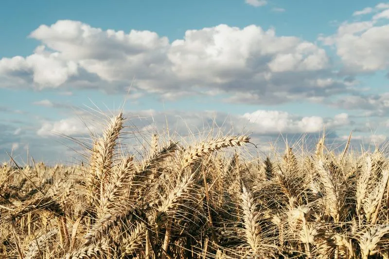 Koszt ubezpieczenia zbóż