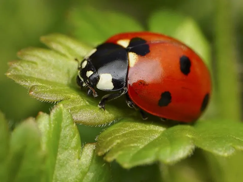 Perspektywy kariery w Biedronce