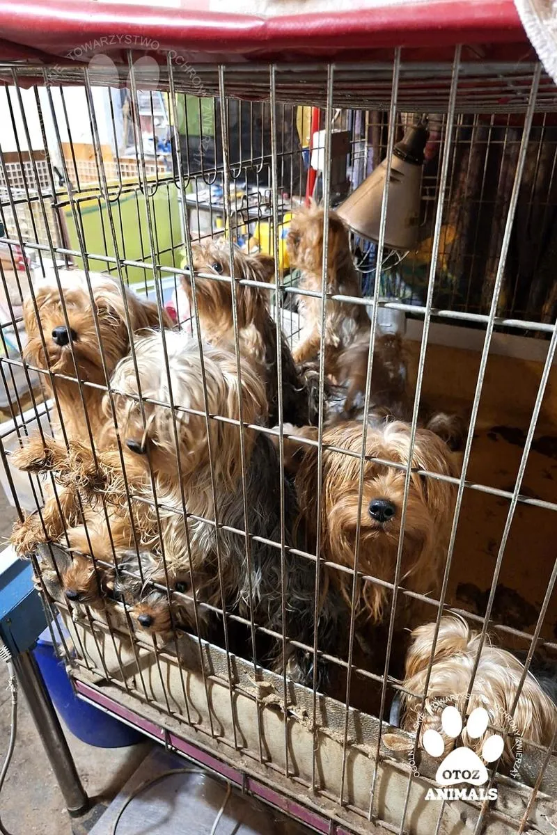 Pomysły na biznes z psami